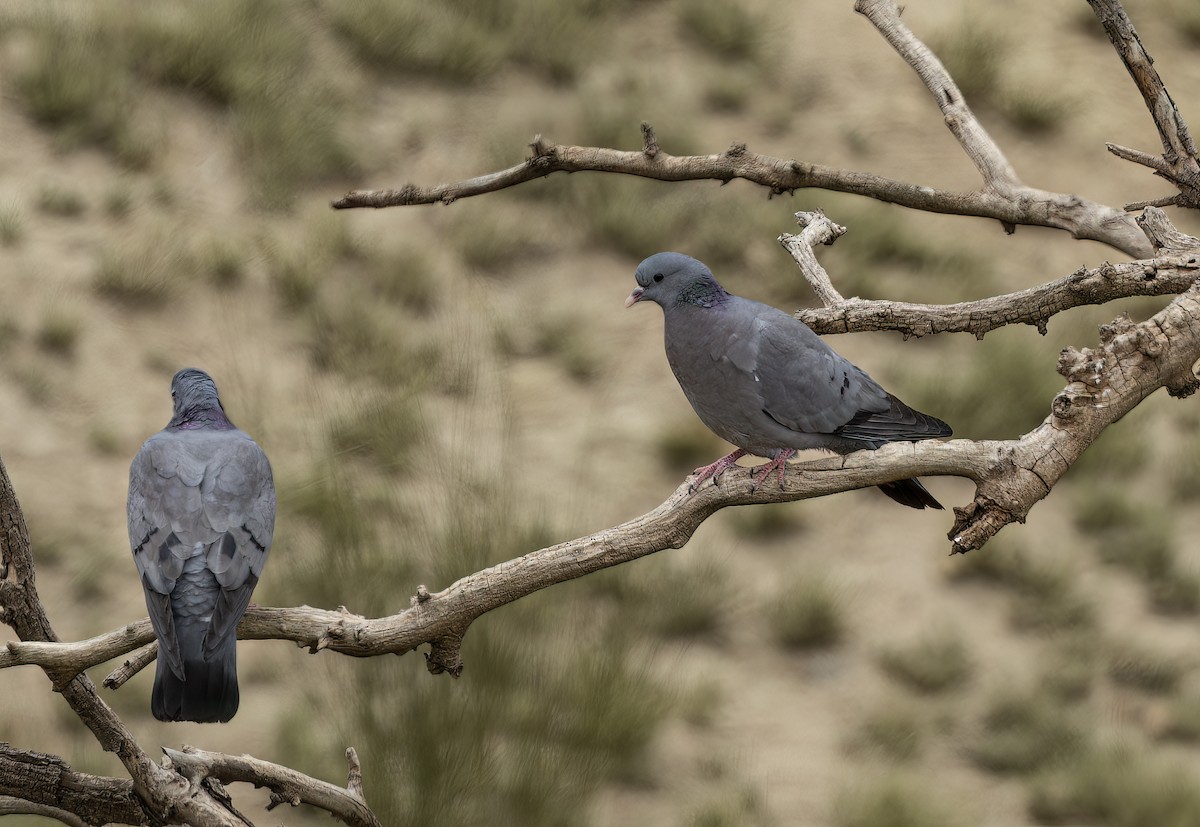 Stock Dove - ML618332262