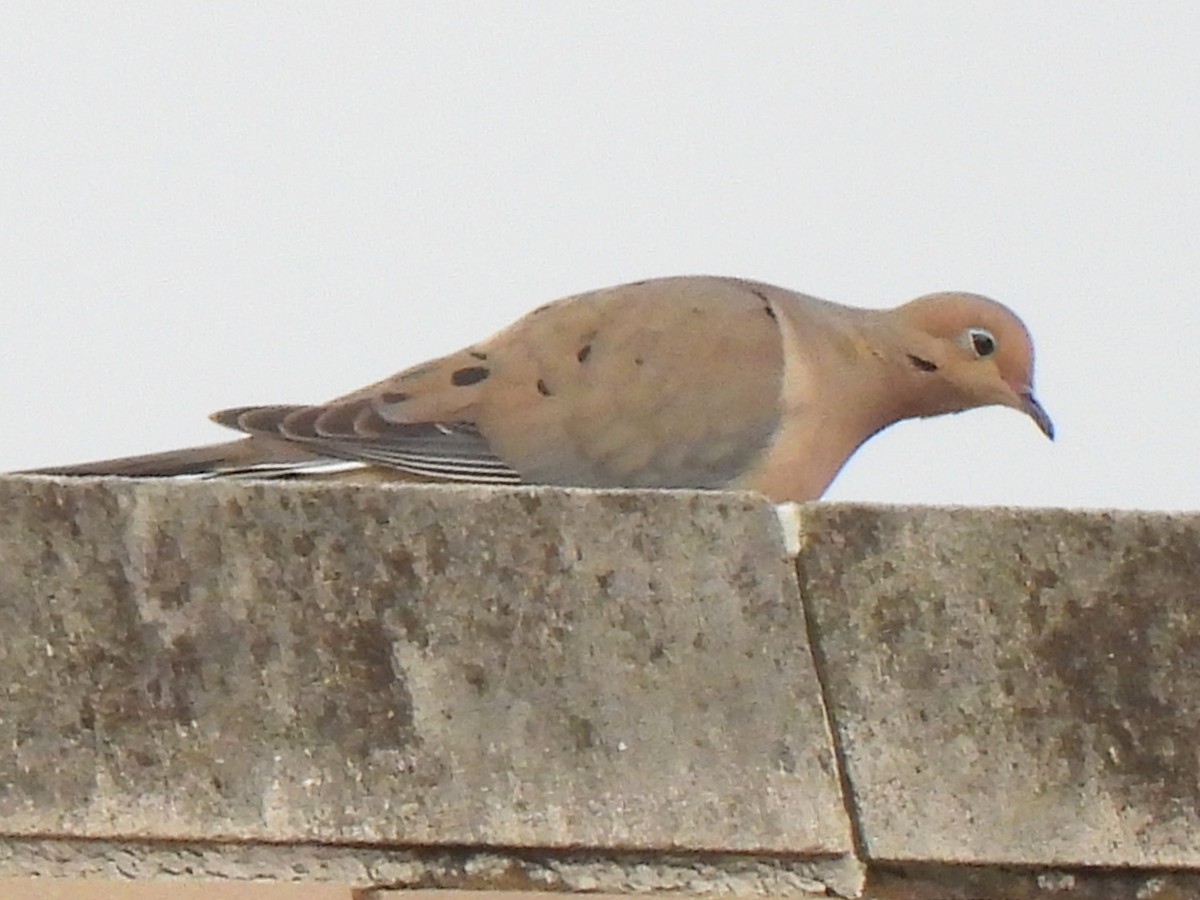 Mourning Dove - Ed Daniels