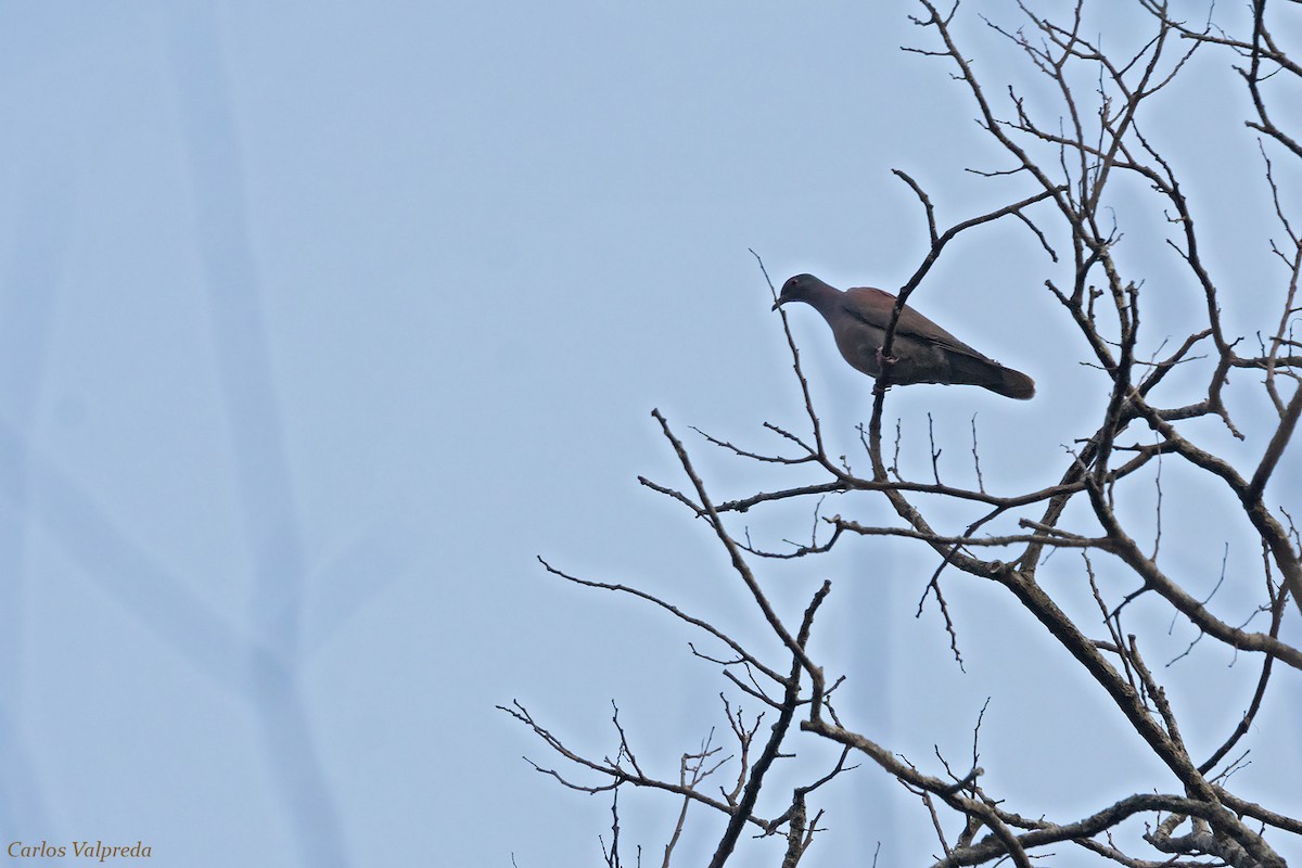 Pigeon rousset - ML618332313