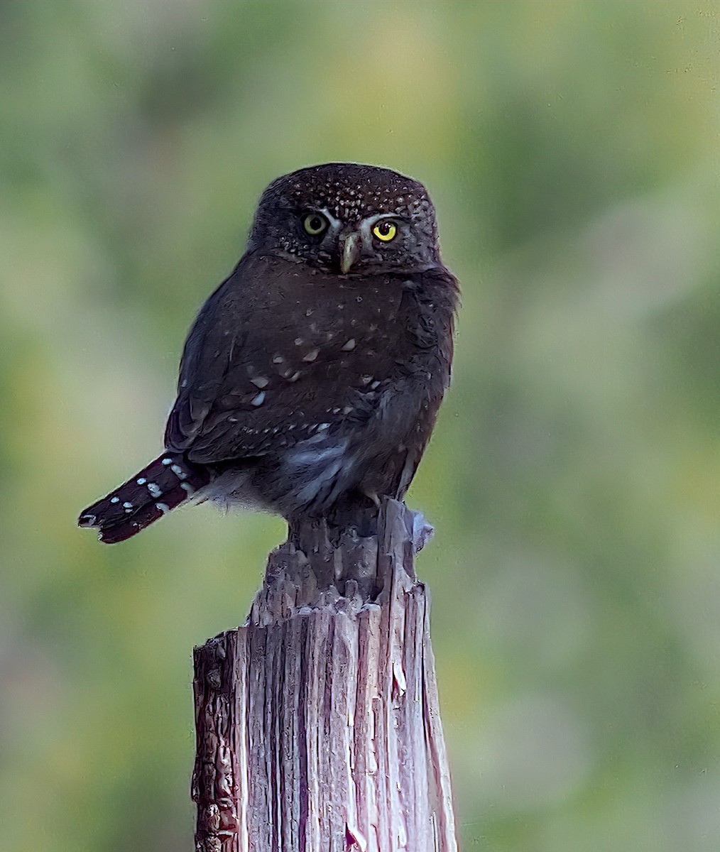 Northern Pygmy-Owl - ML618332317