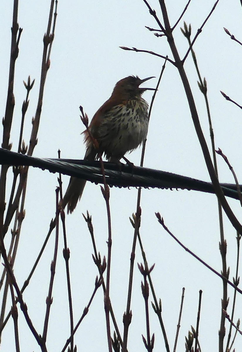 Brown Thrasher - ML618332321