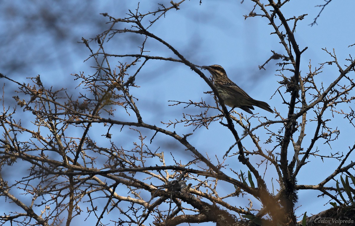 Streaked Flycatcher - ML618332360