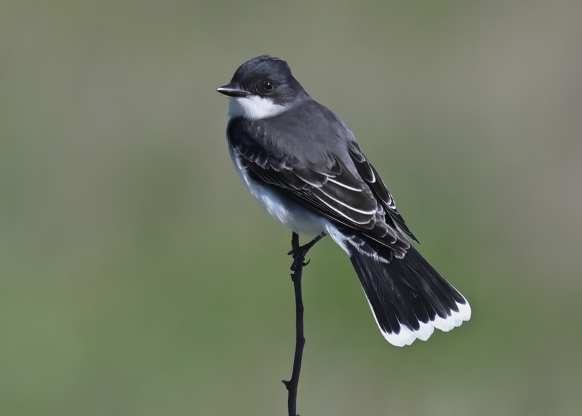 Eastern Kingbird - ML618332375