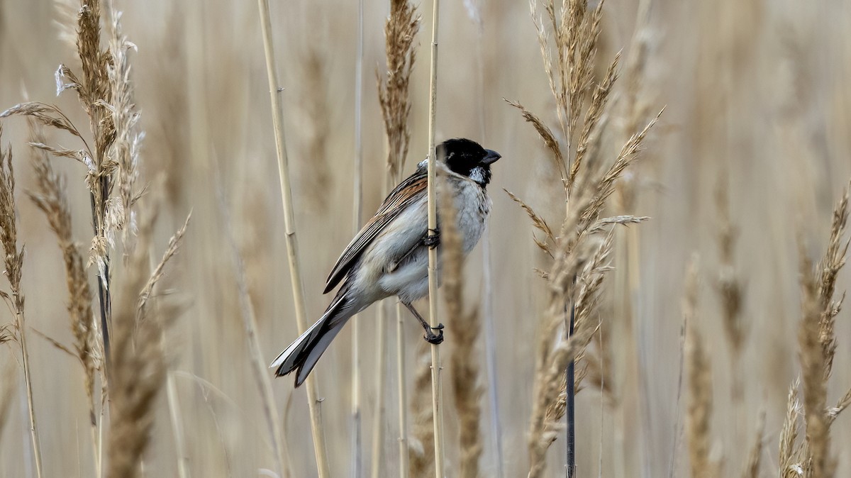 Reed Bunting - ML618332382