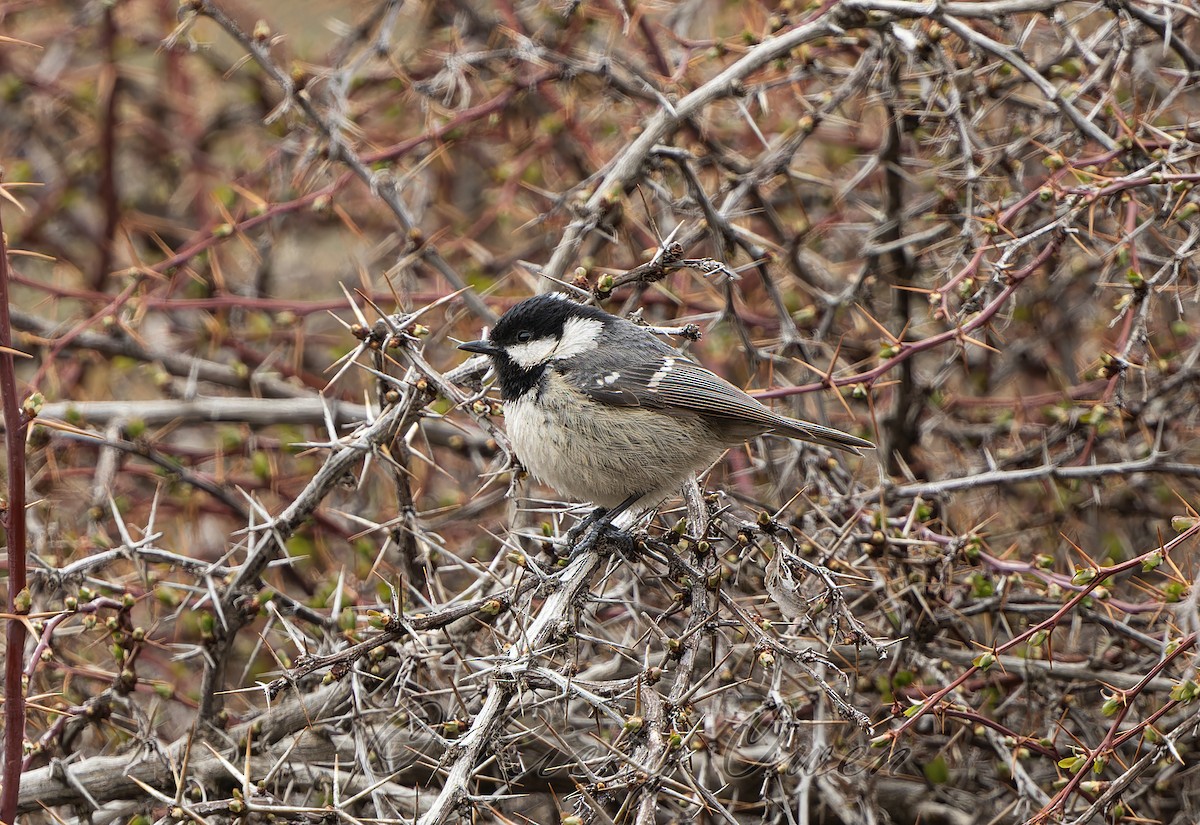 Mésange noire - ML618332384