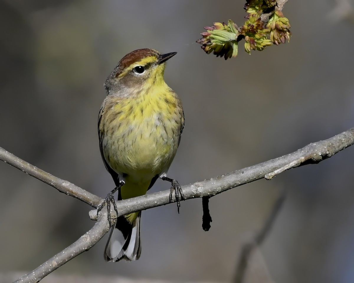 Palm Warbler - ML618332392