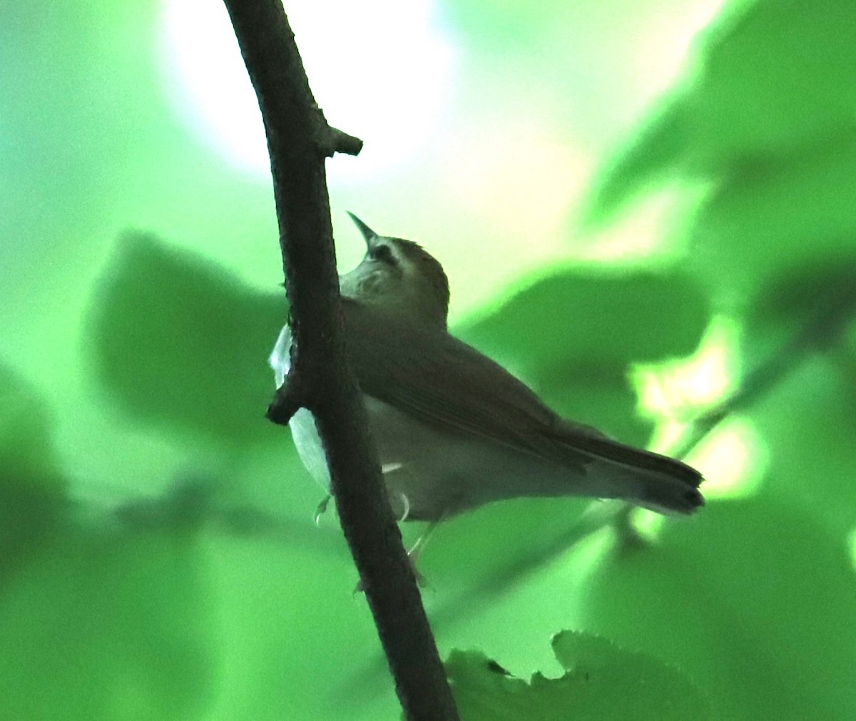 Swainson's Warbler - ML618332397