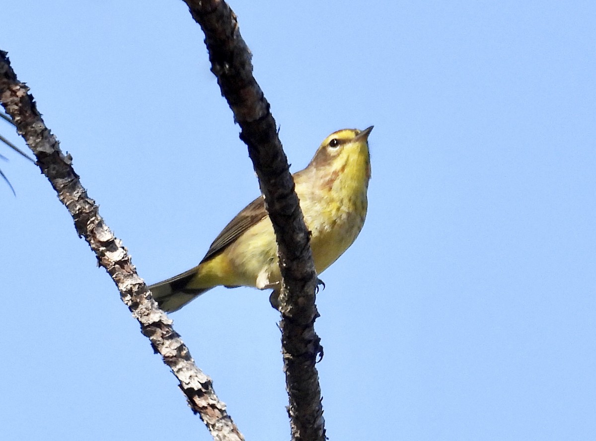 Palm Warbler - ML618332399