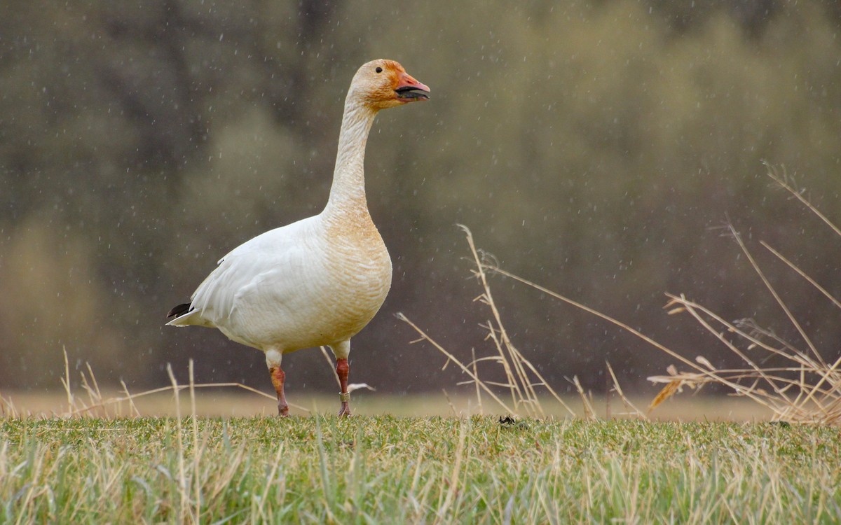 Snow Goose - ML618332406