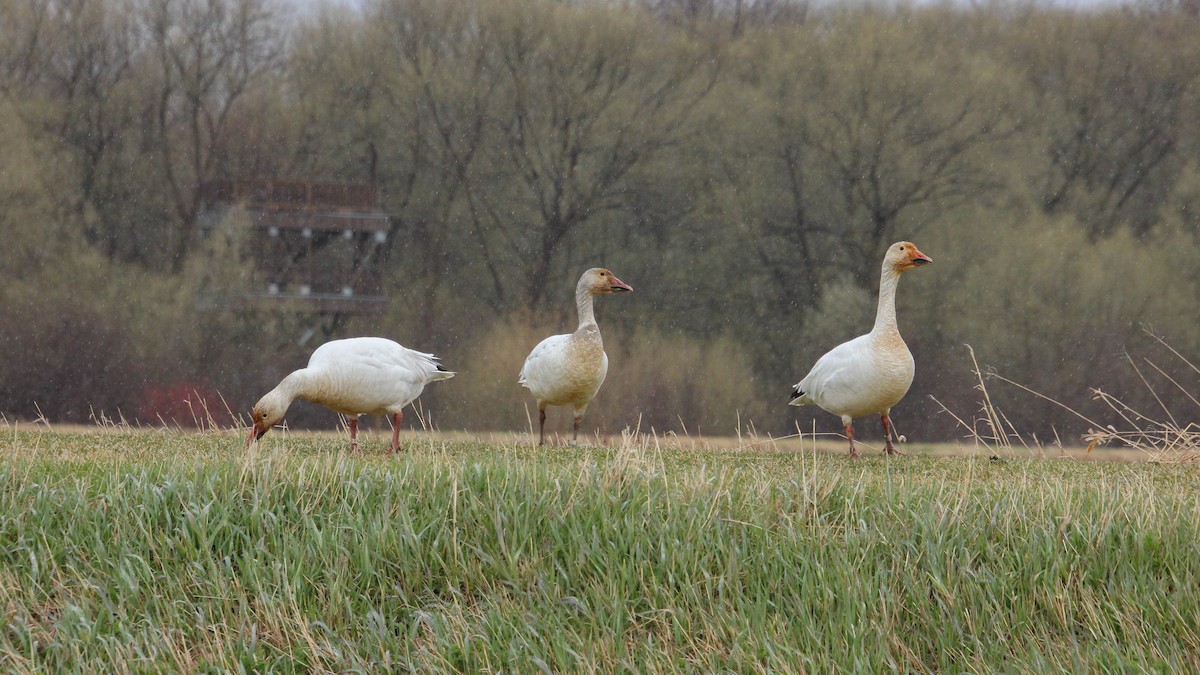 Snow Goose - ML618332407