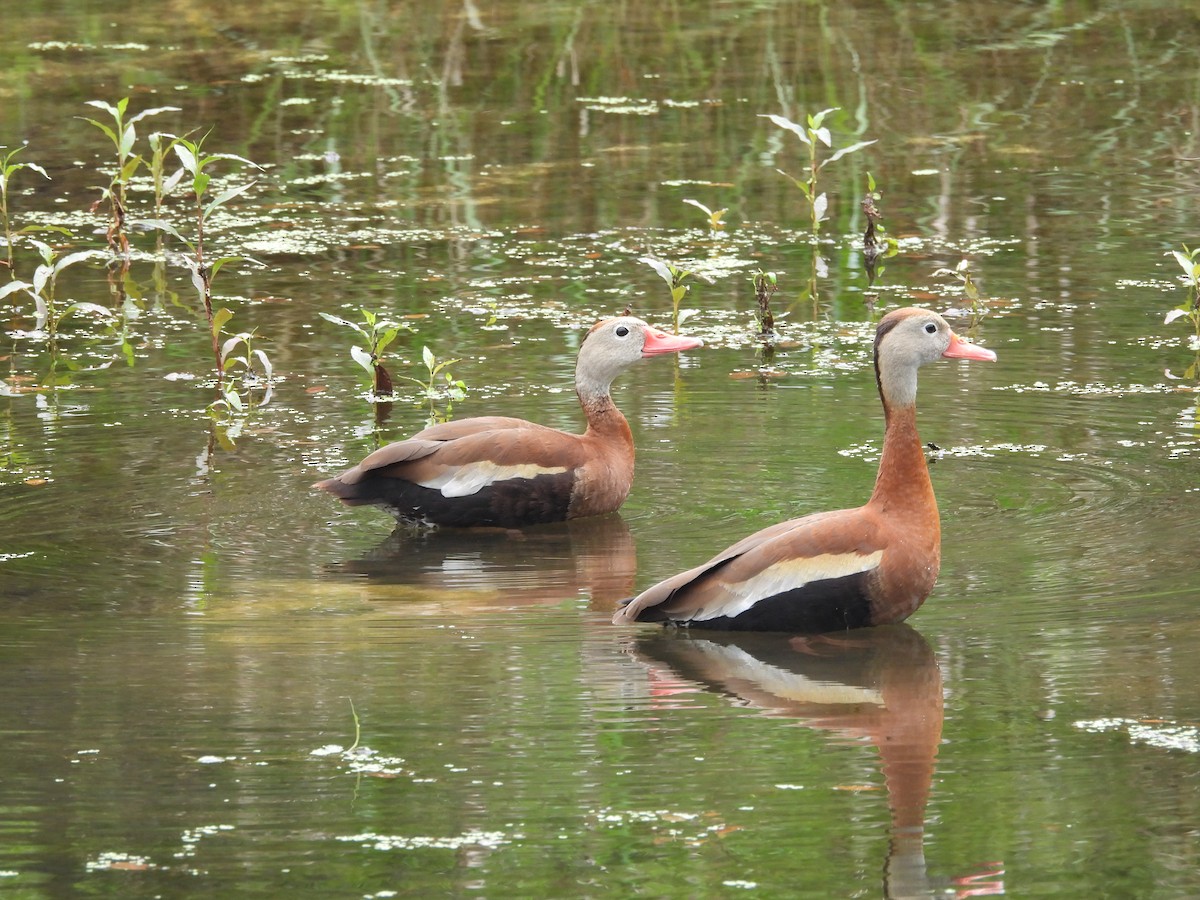 Black-bellied Whistling-Duck - Louise Haney