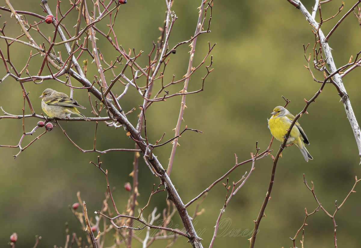 Citril Finch - Ricky Owen