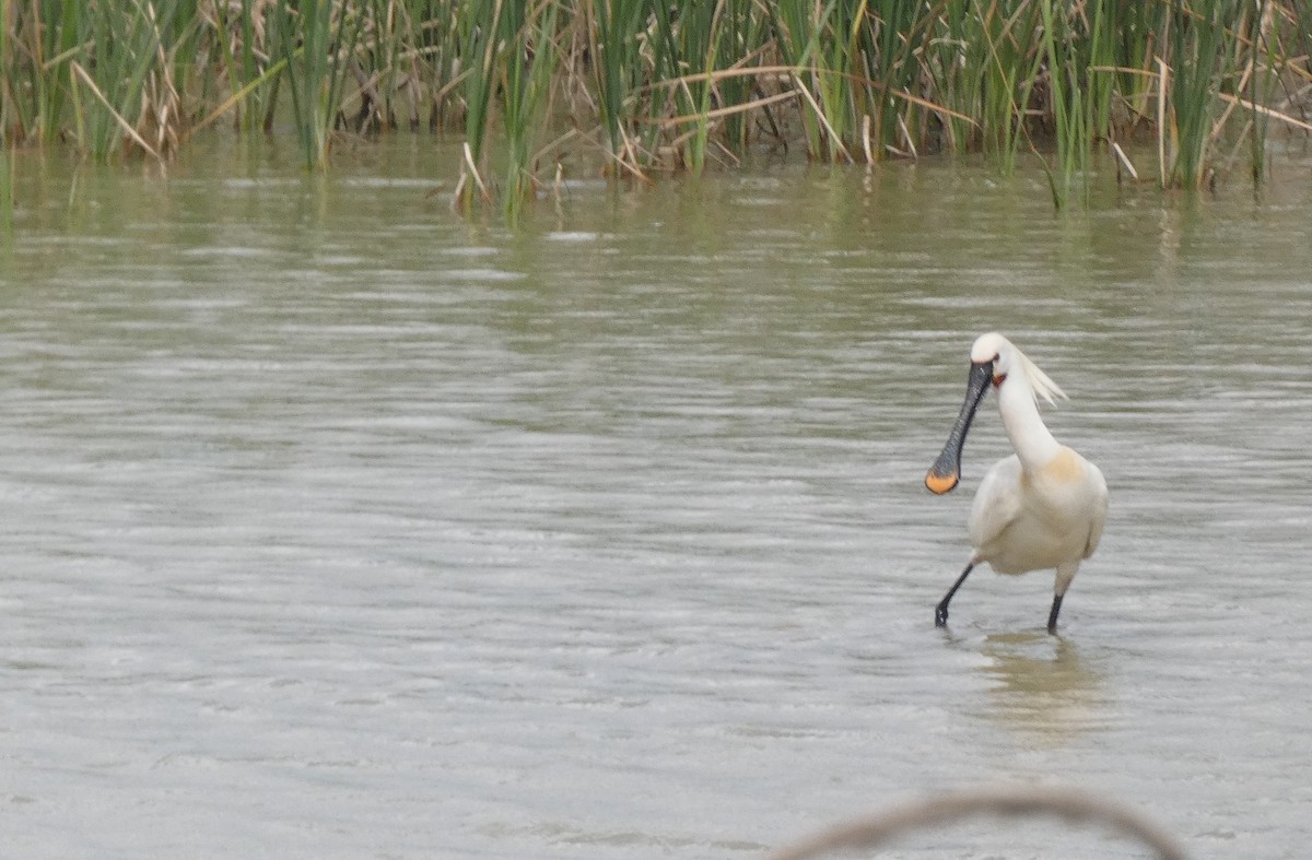 Eurasian Spoonbill - ML618332417