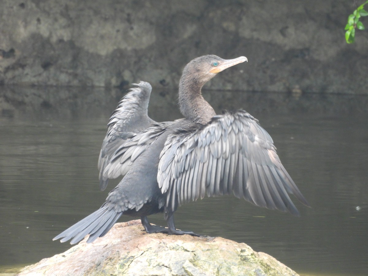 Neotropic Cormorant - ML618332435