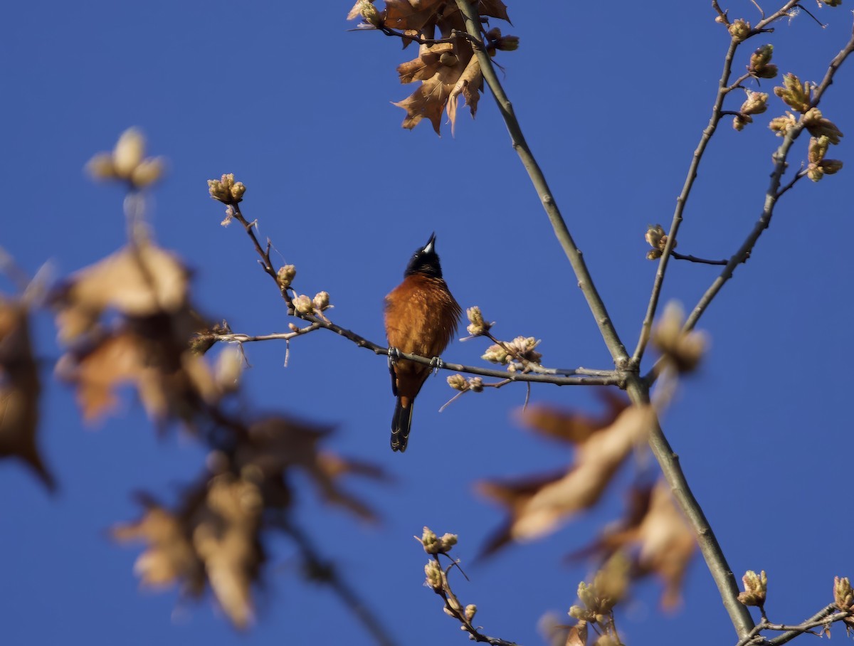 Orchard Oriole - ML618332438