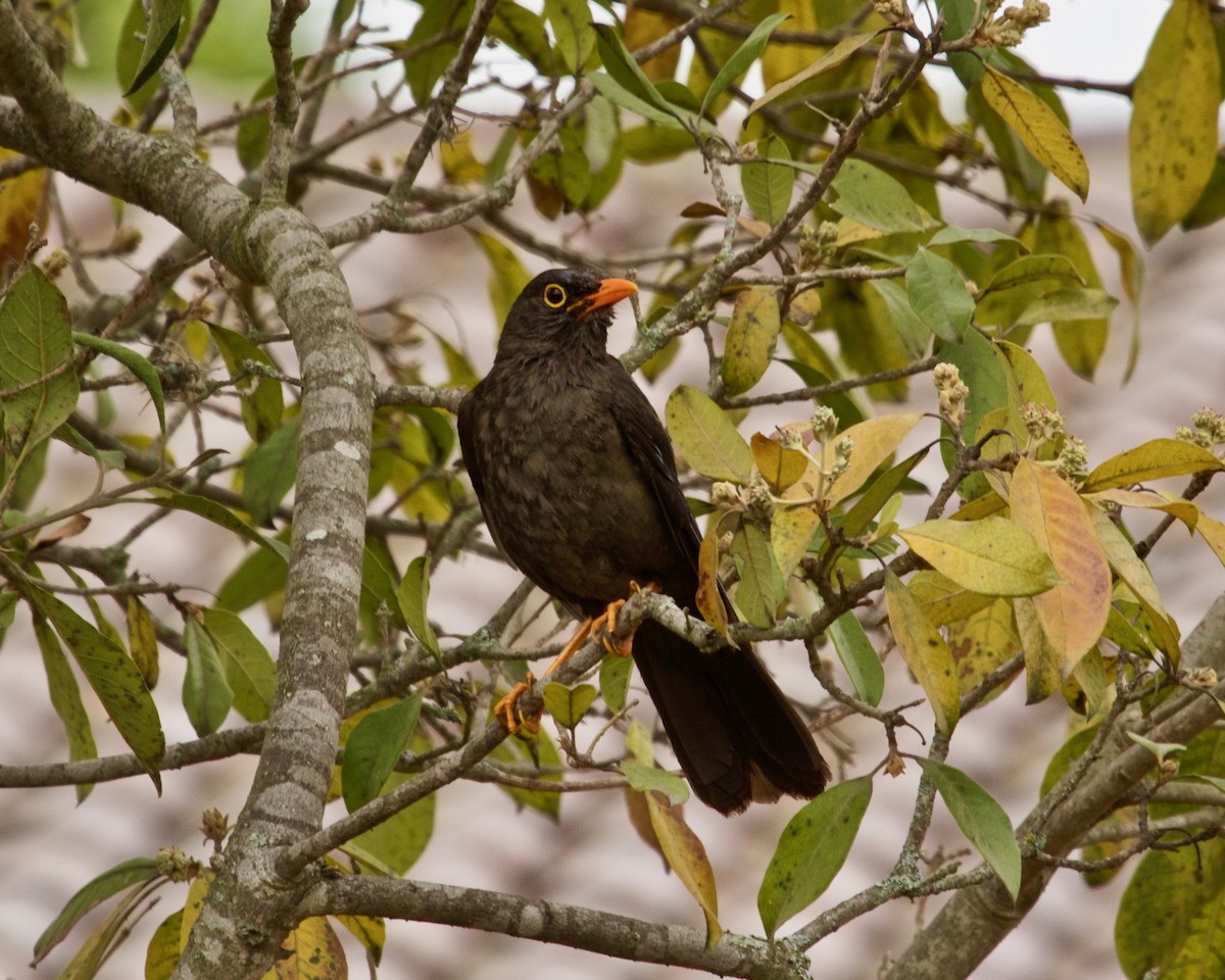 Great Thrush - Paul Petrus