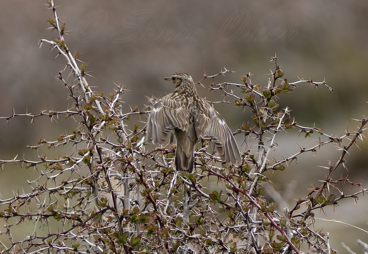 Wood Lark - Ricky Owen