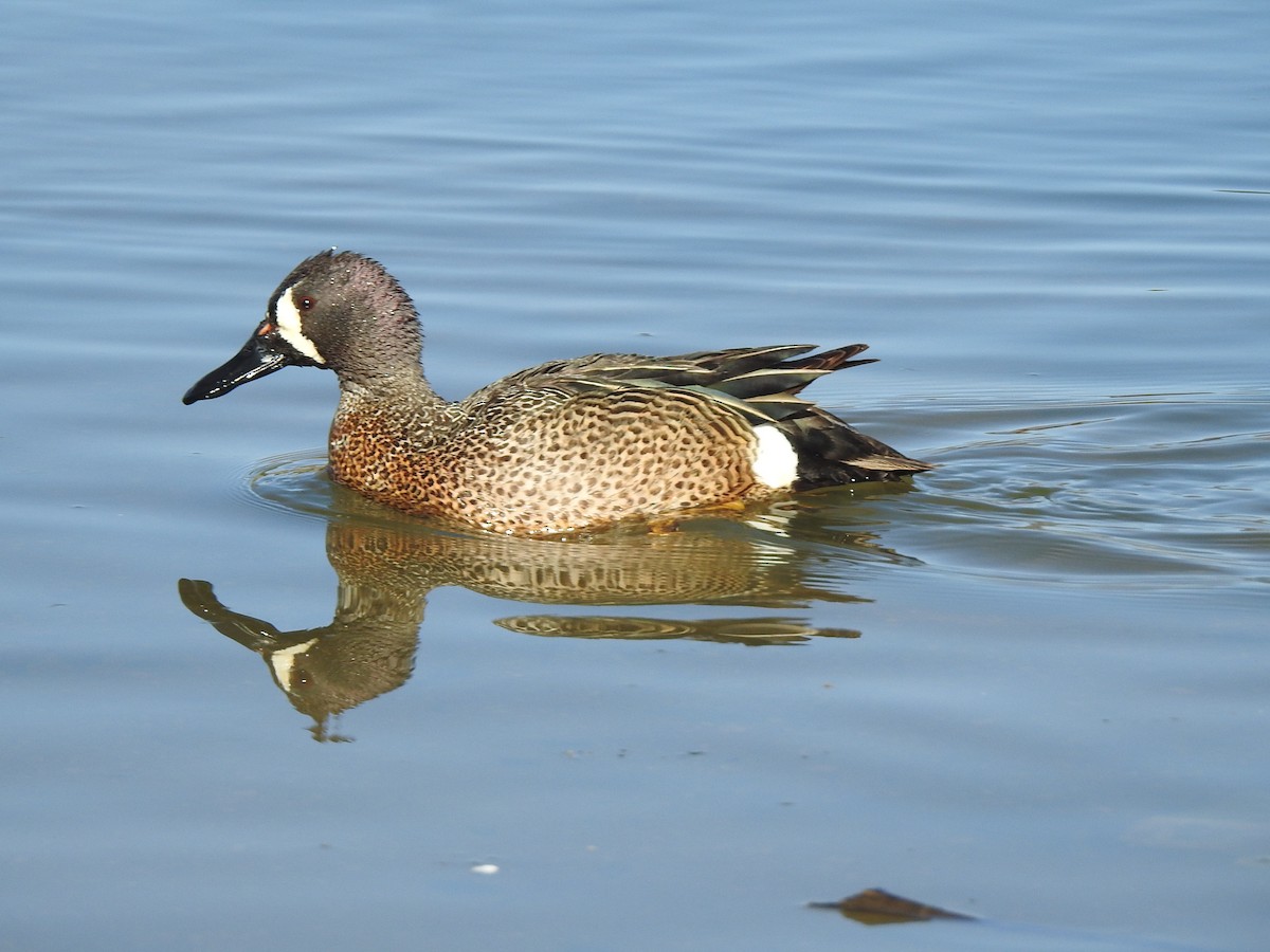 Blue-winged Teal - ML618332459
