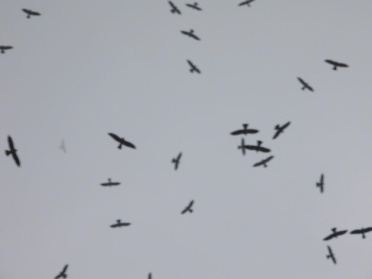 Mississippi Kite - Louise Haney