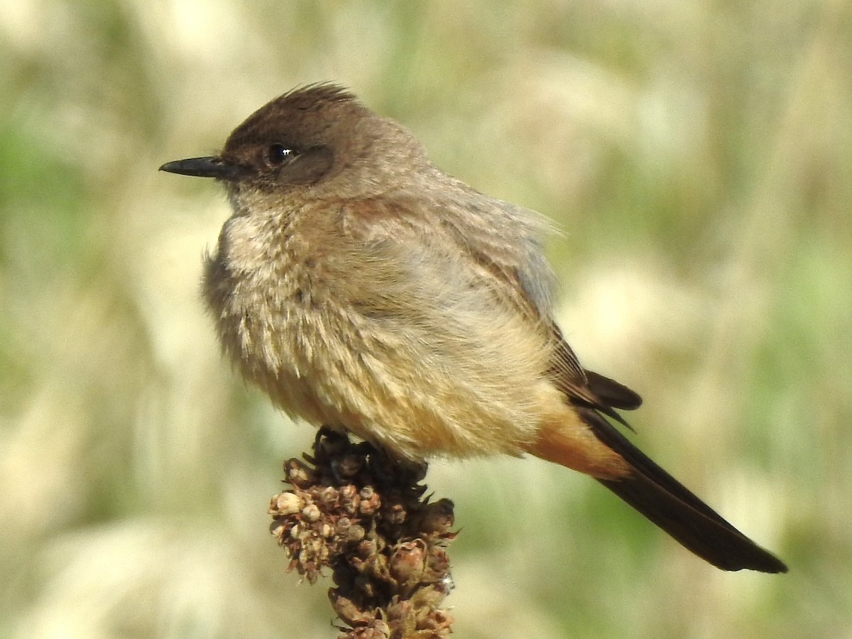 Say's Phoebe - ML618332485