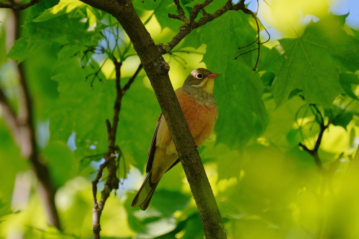 Ortolan Bunting - ML618332501