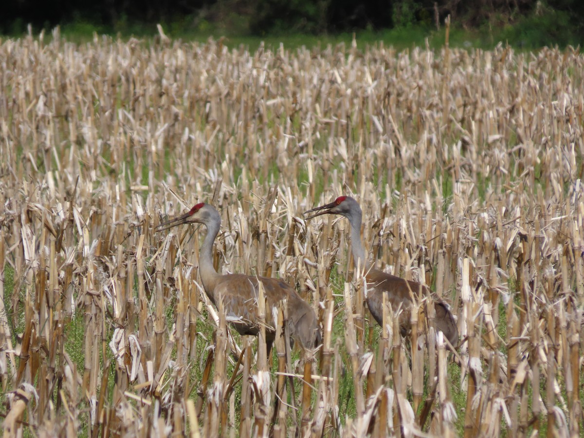 Sandhill Crane - Kevin Cronin