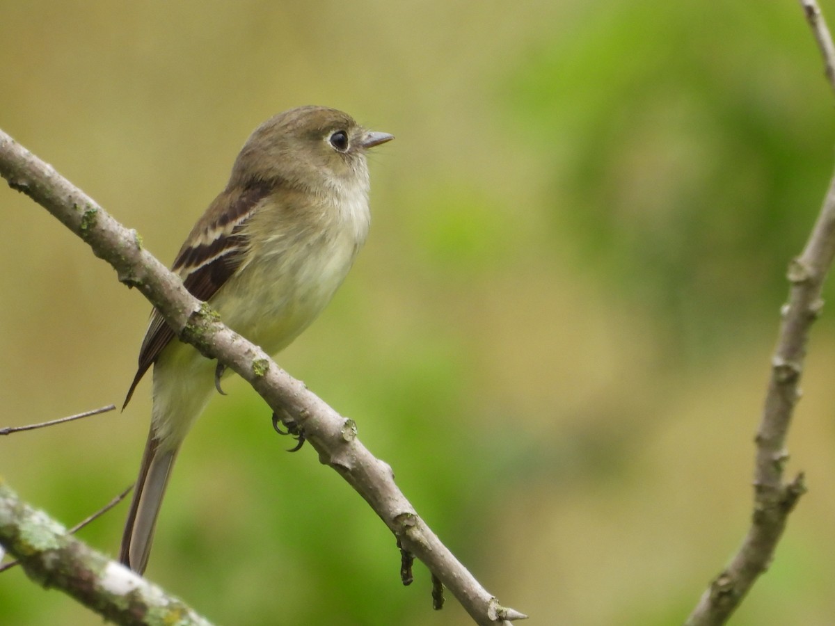 Least Flycatcher - Louise Haney