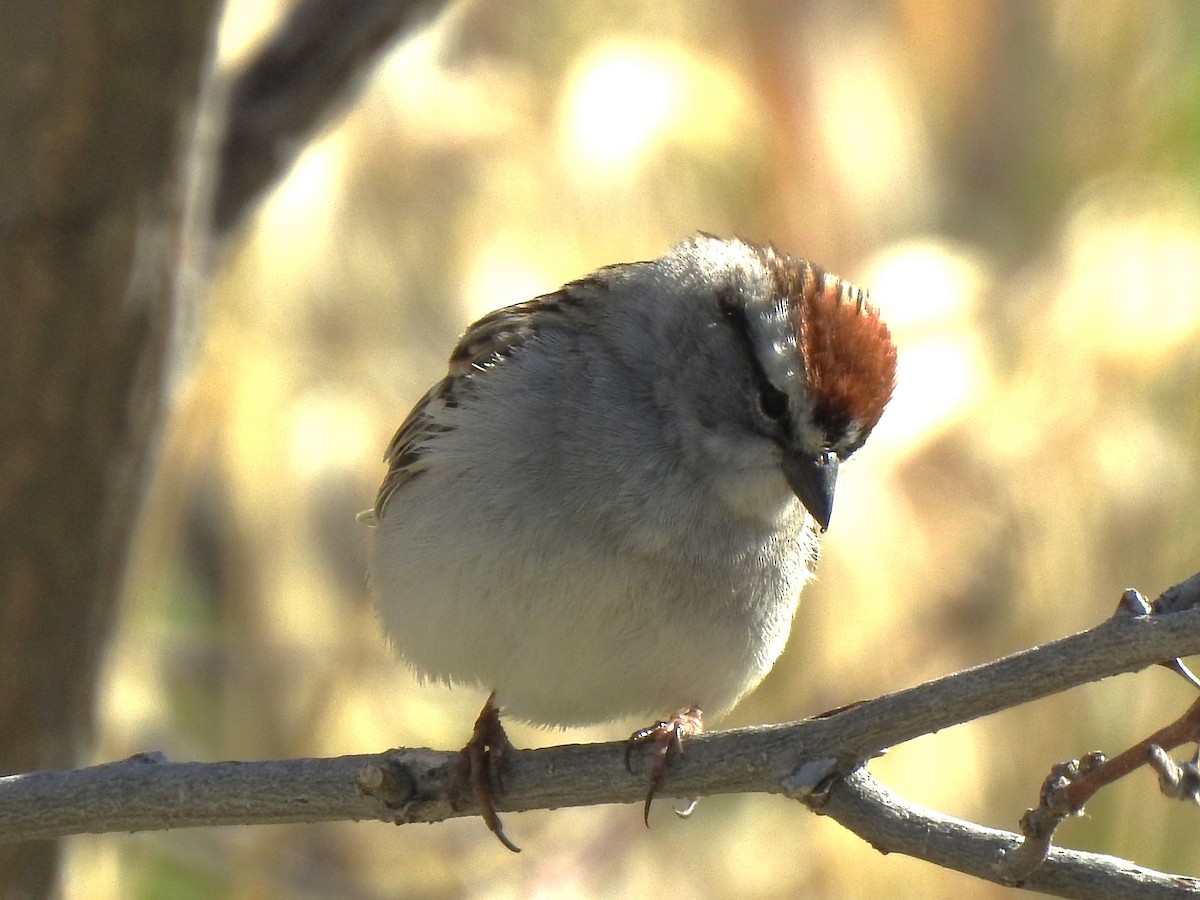 Chipping Sparrow - ML618332523
