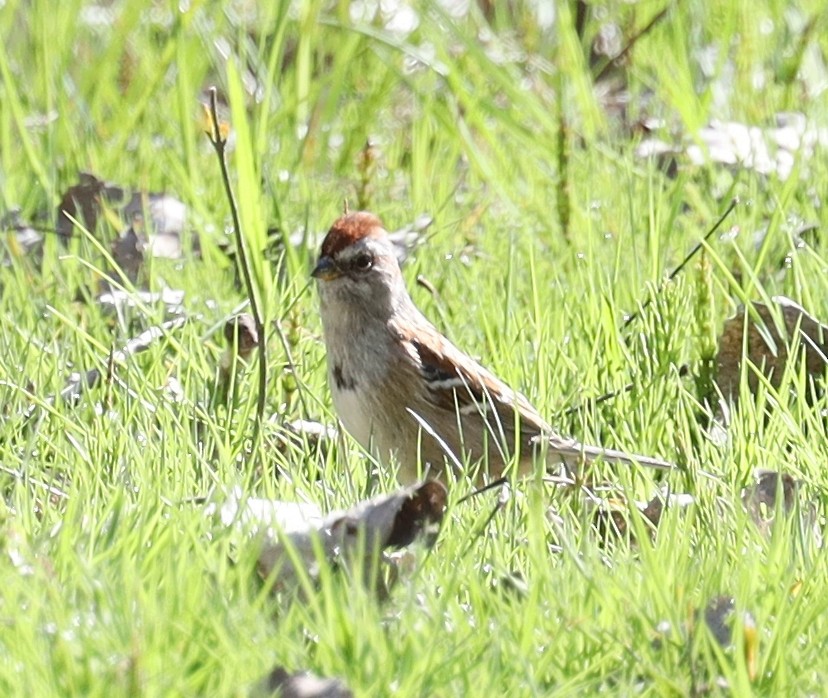 American Tree Sparrow - Steven Pitt