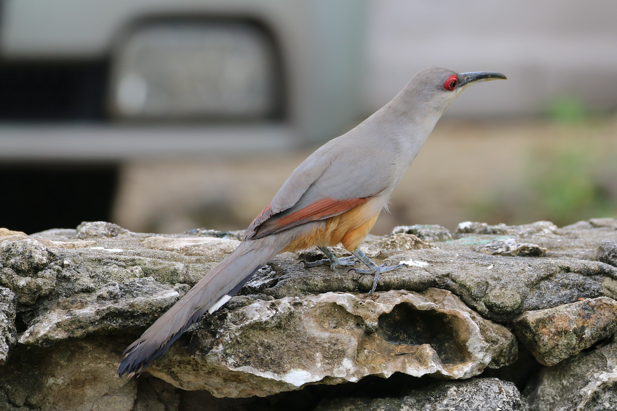 Hispaniolan Lizard-Cuckoo - Matthew Eisenson