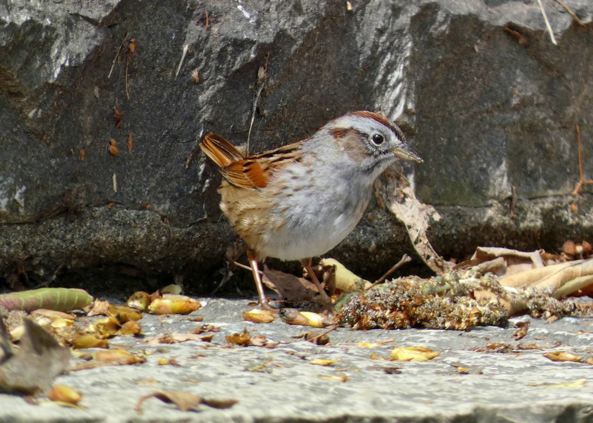 Swamp Sparrow - ML618332570