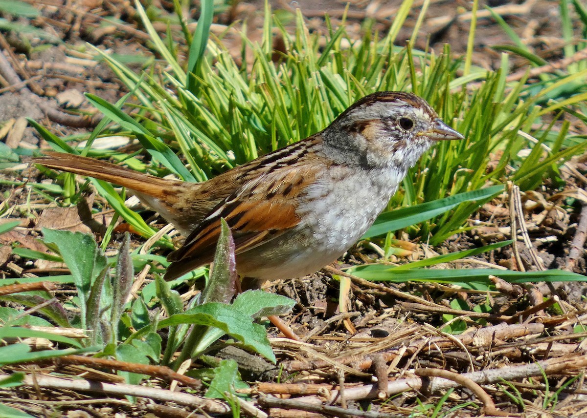 Swamp Sparrow - David Assmann