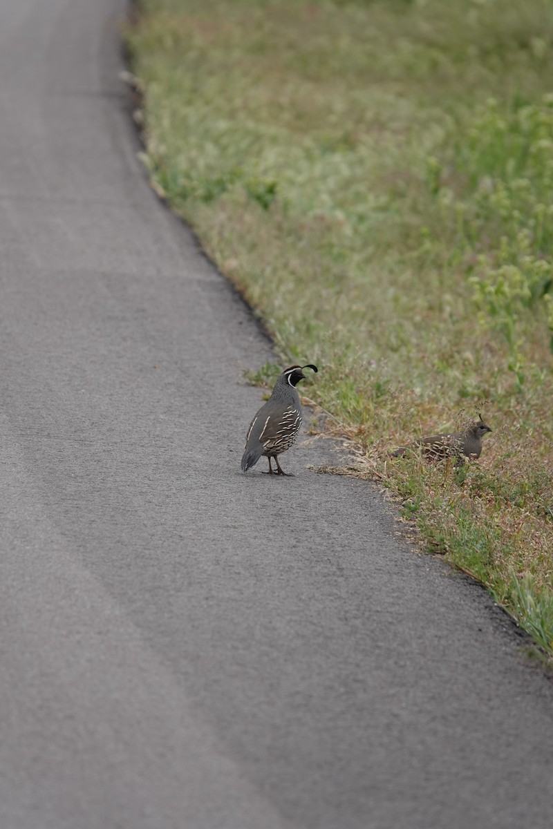 California Quail - ML618332575