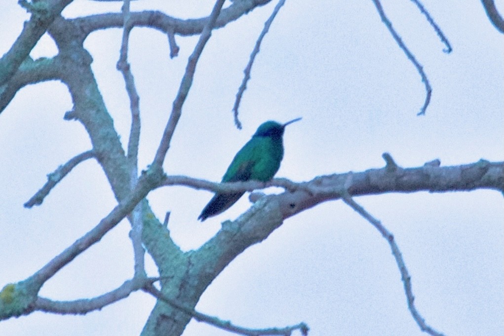 kolibřík modrolící - ML618332581