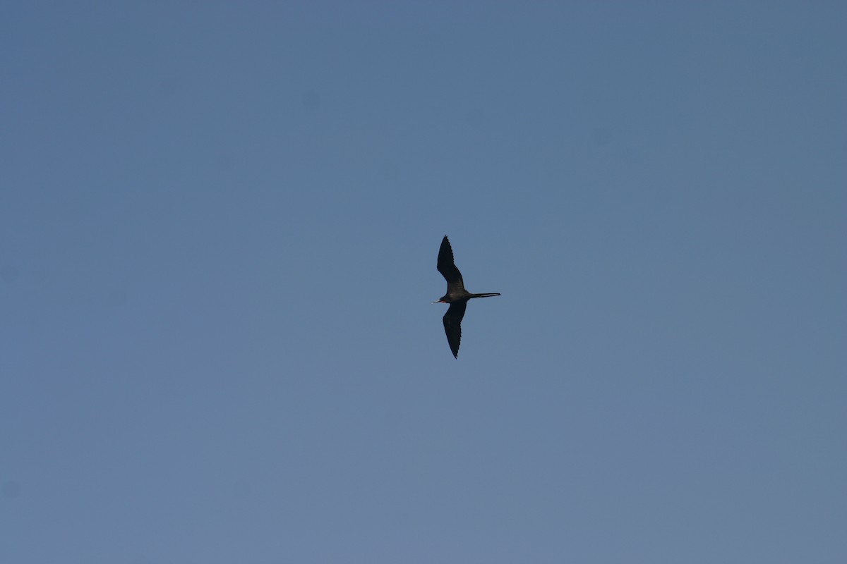 Magnificent Frigatebird - ML618332582