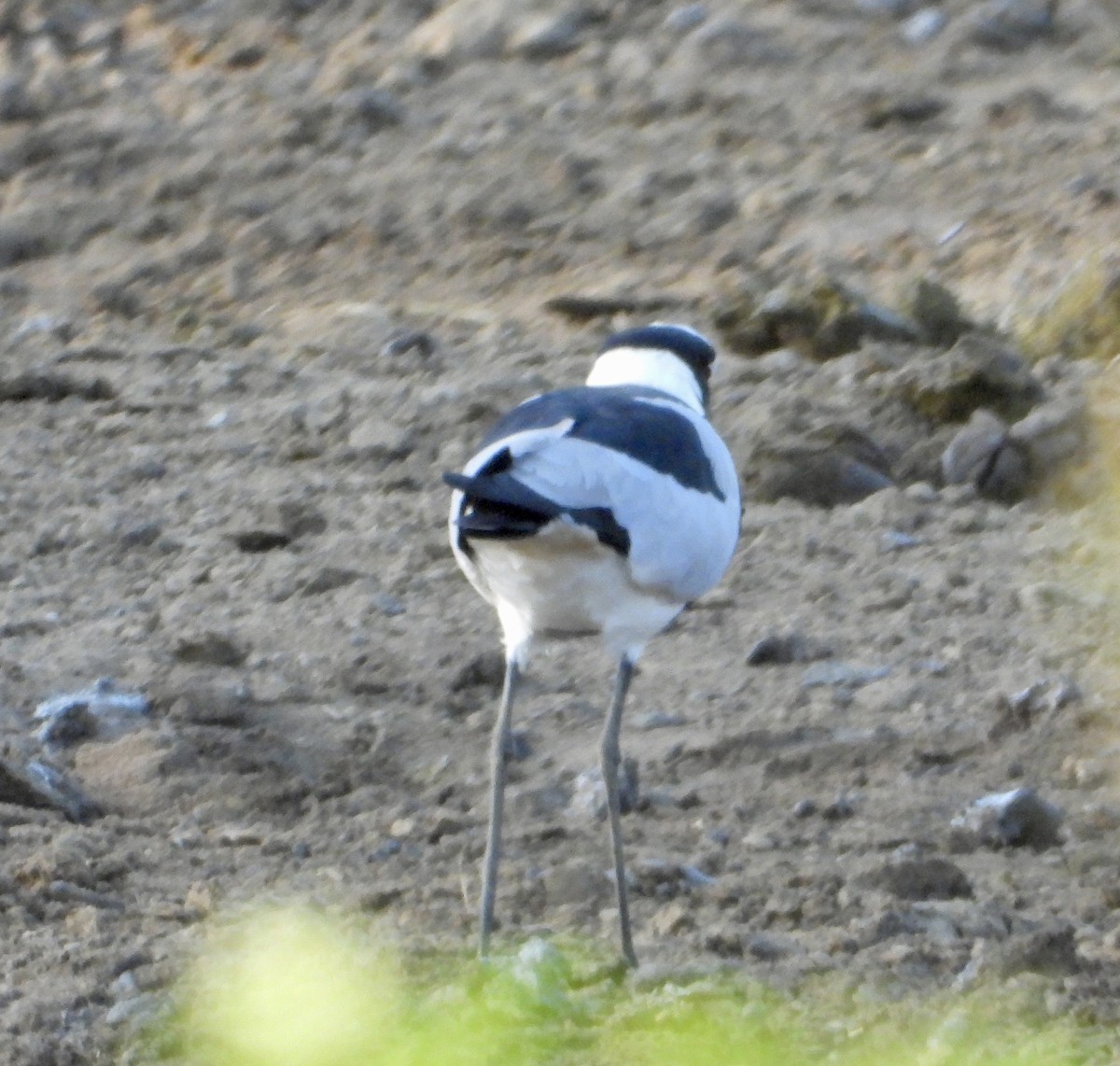 Blacksmith Lapwing - ML618332588