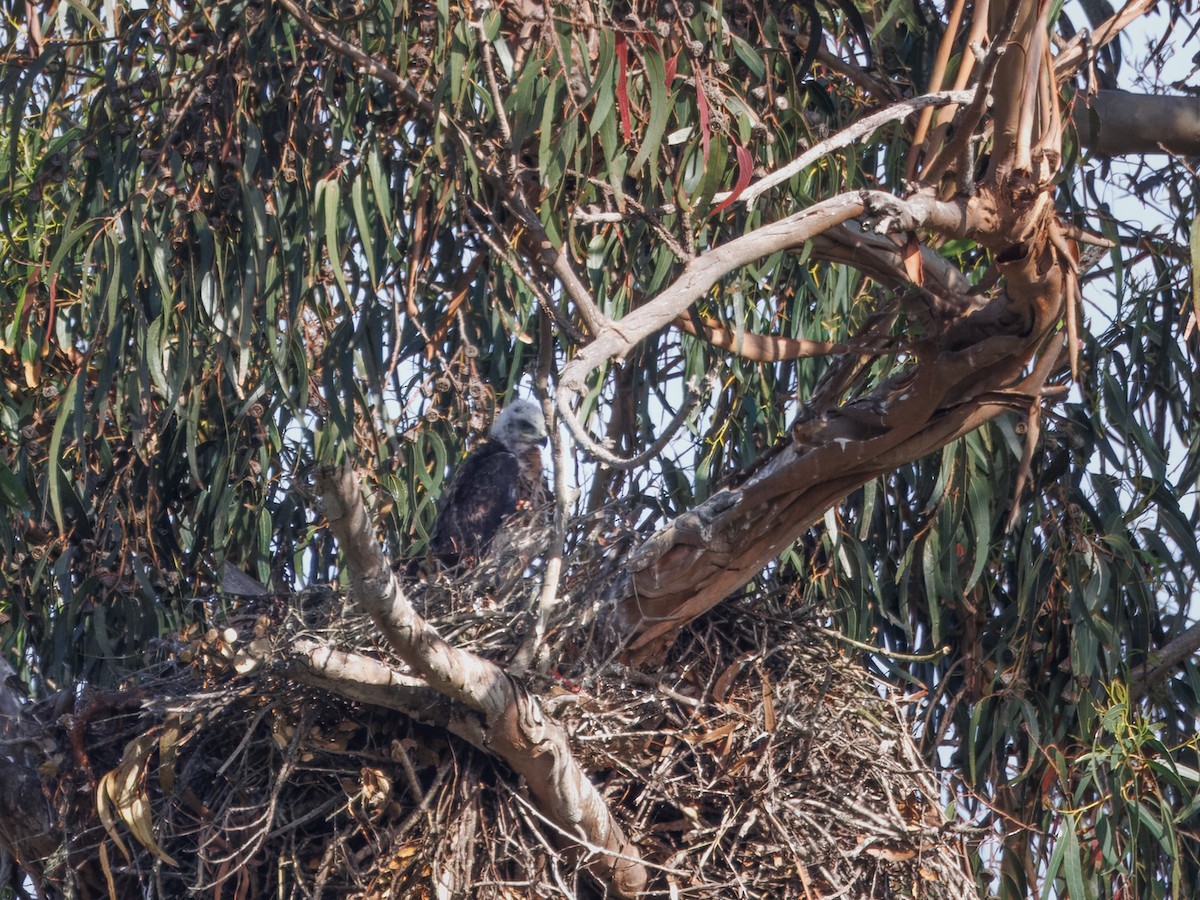 Red-tailed Hawk - ML618332590