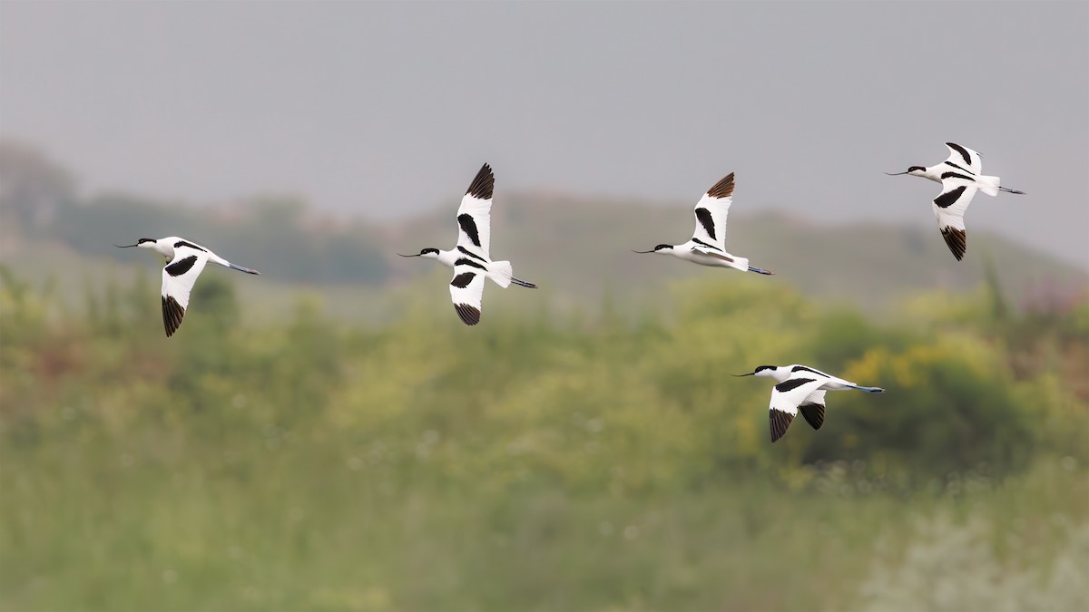 Pied Avocet - ML618332607