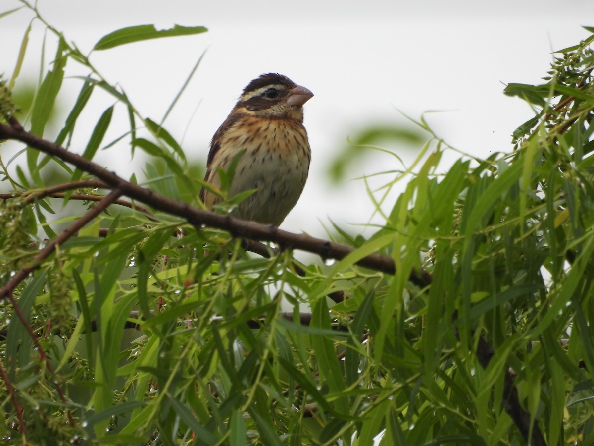 Rose-breasted/Black-headed Grosbeak - ML618332610