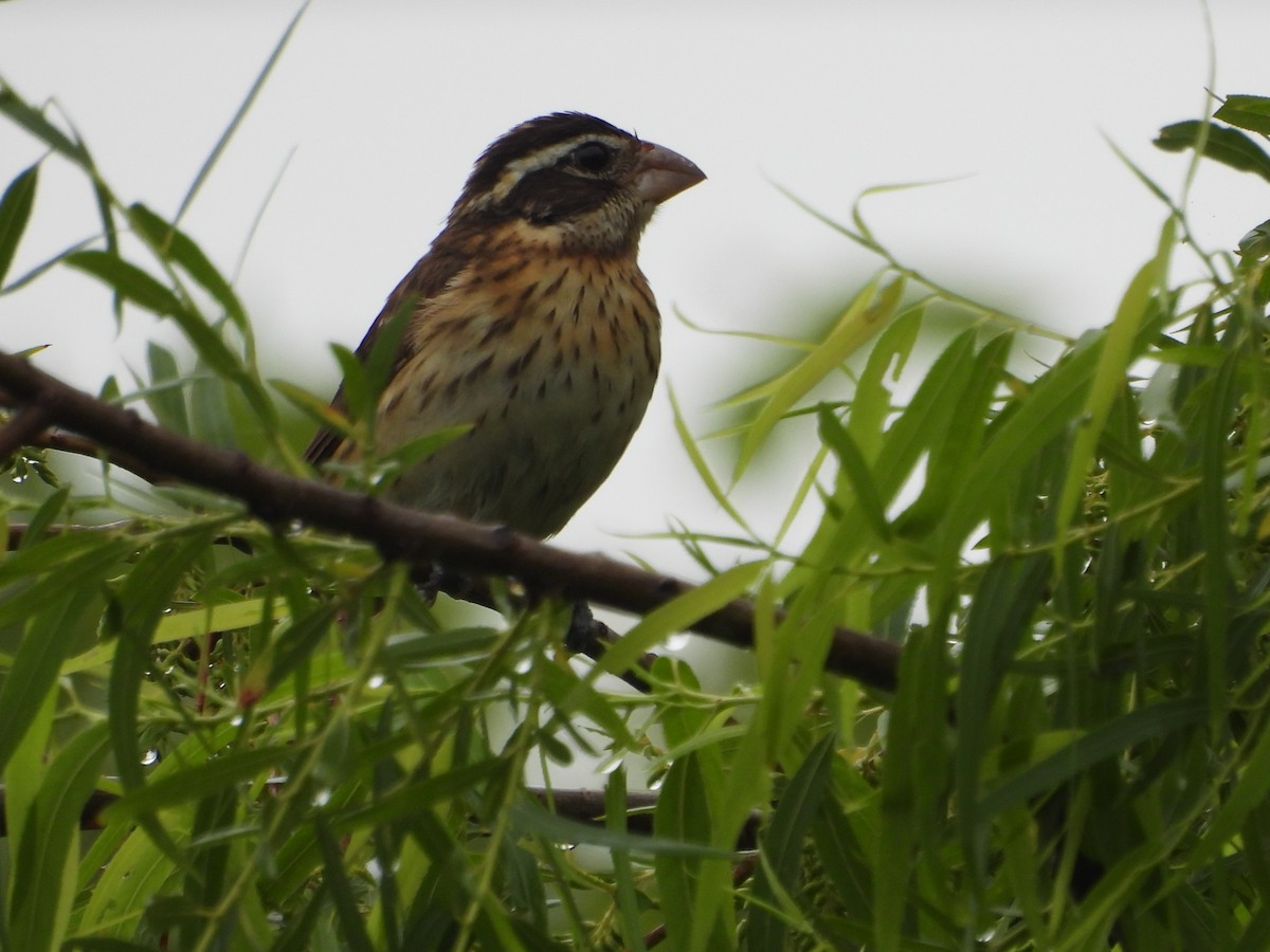 Rose-breasted/Black-headed Grosbeak - ML618332611