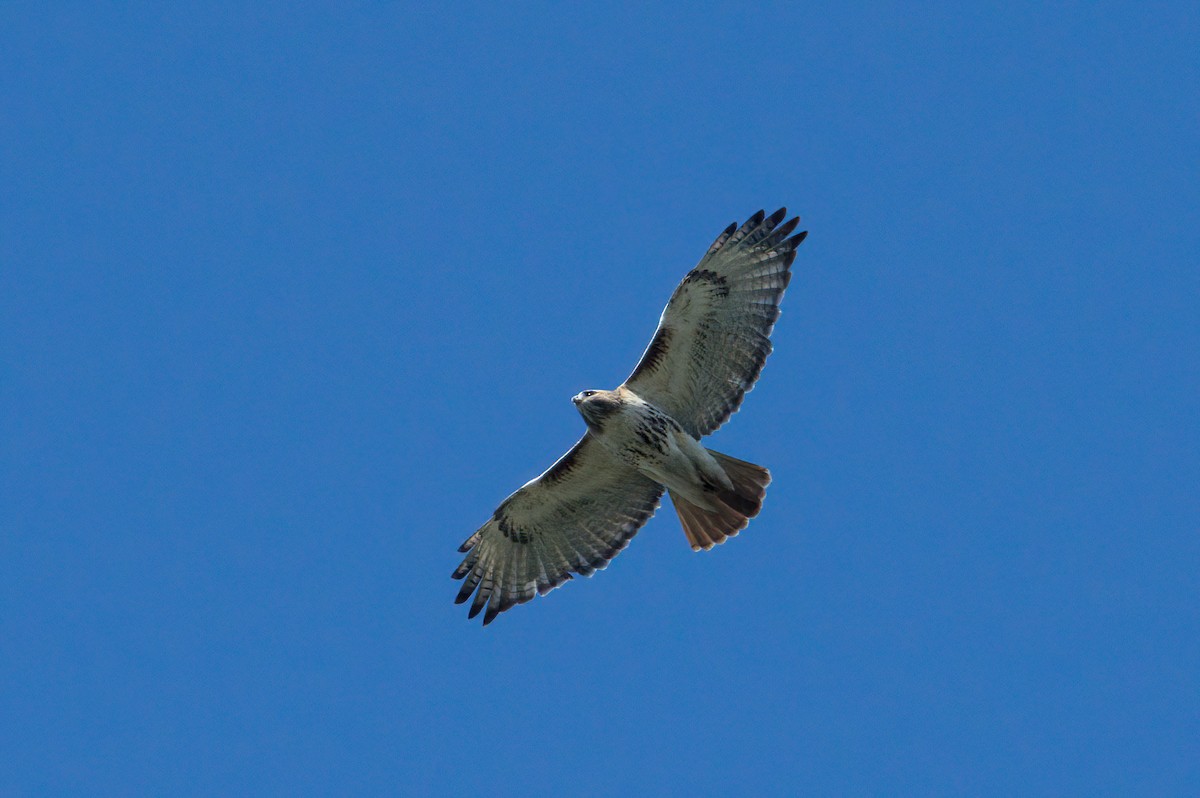 Red-tailed Hawk - ML618332624