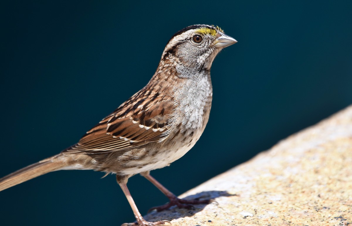 White-throated Sparrow - Eva Bottelli