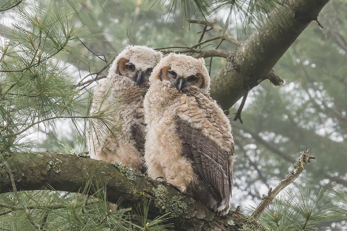 Great Horned Owl - David Eberly