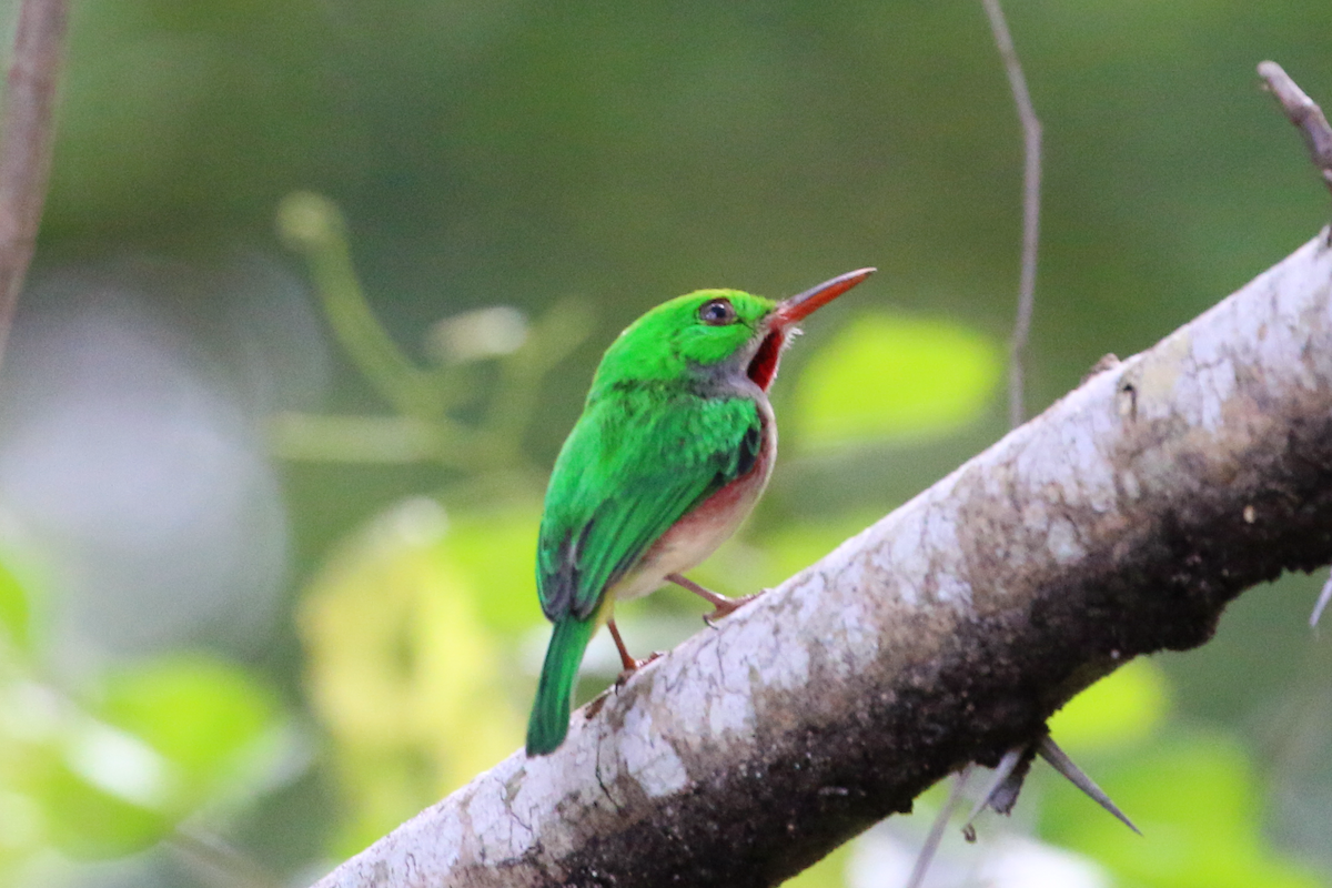 Broad-billed Tody - ML618332678