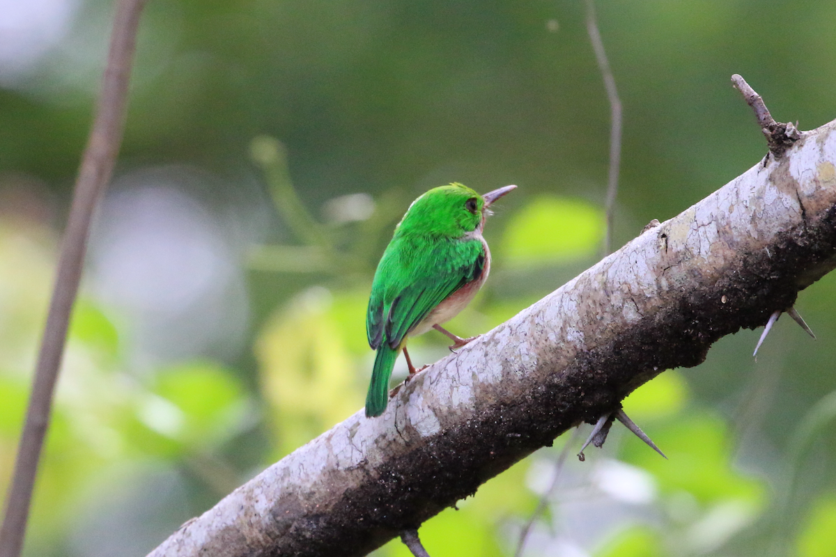 Broad-billed Tody - ML618332690