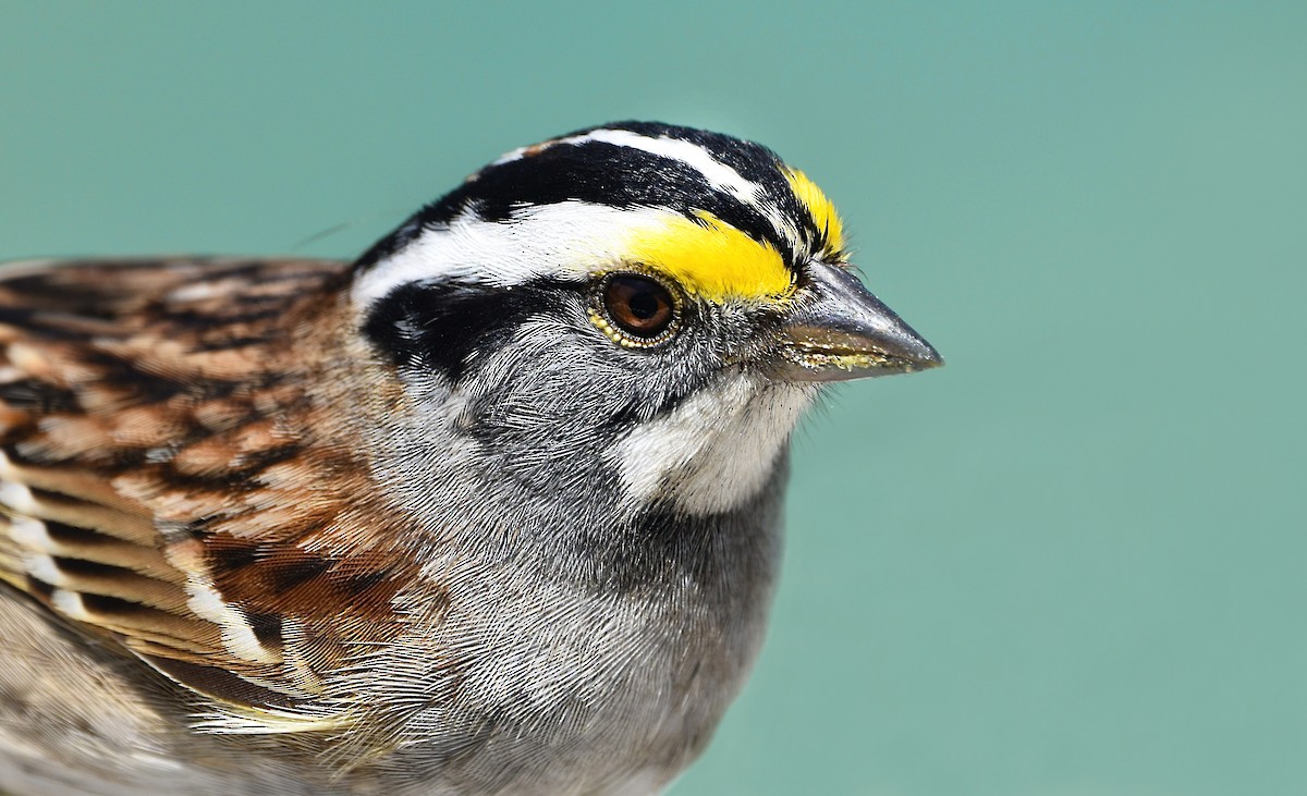White-throated Sparrow - Eva Bottelli