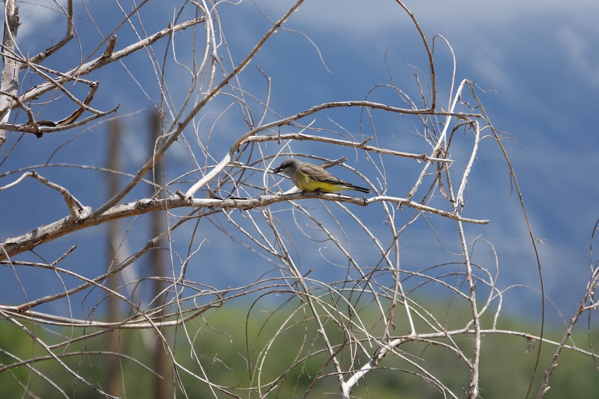 Western Kingbird - ML618332710