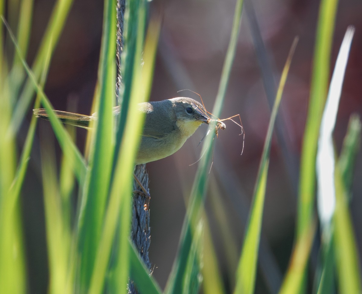 Common Yellowthroat - ML618332715