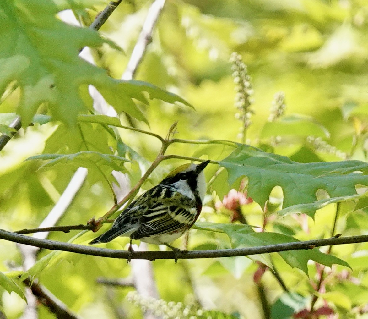 Chestnut-sided Warbler - ML618332718