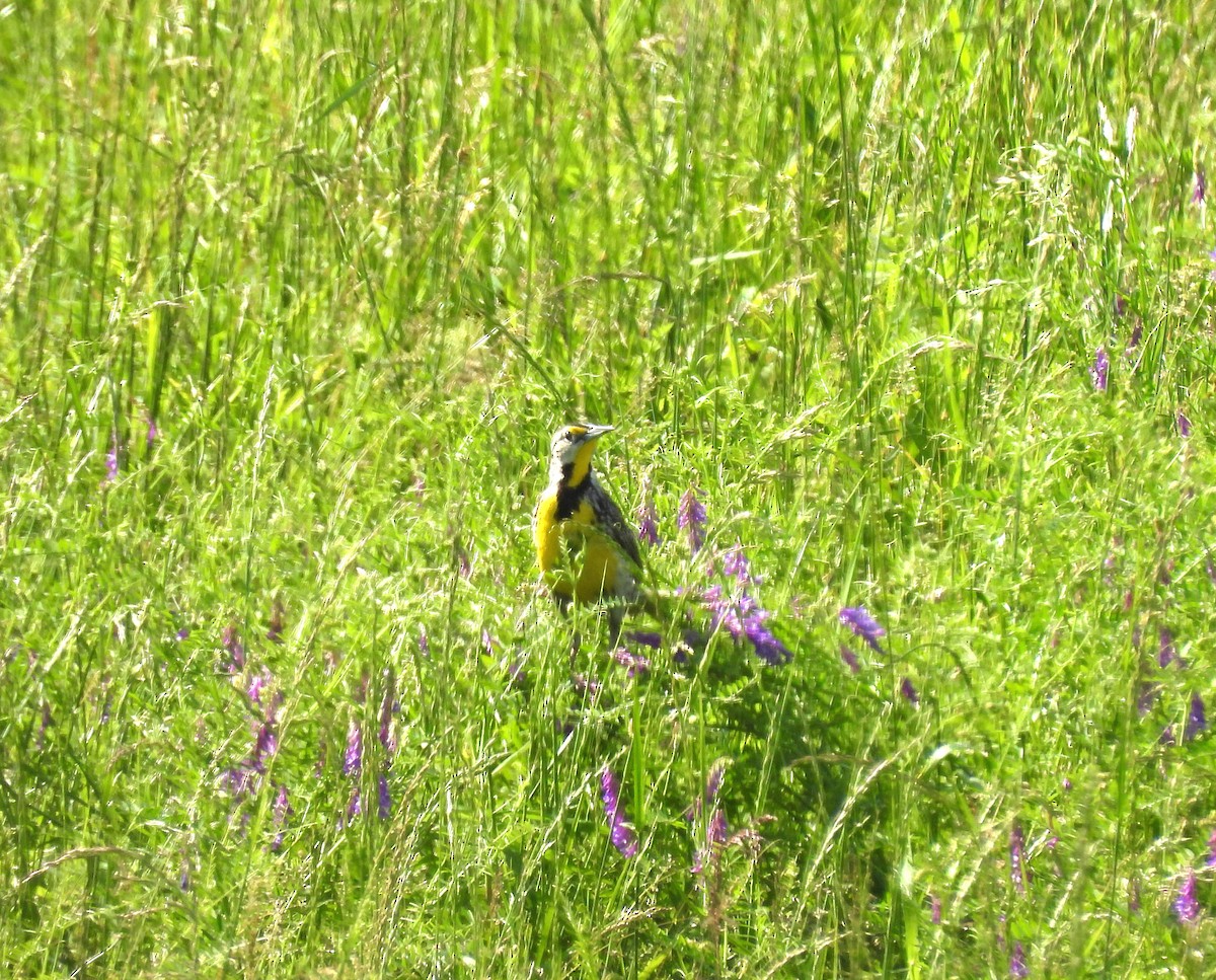 Eastern Meadowlark - ML618332726